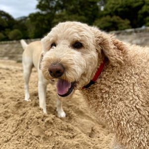 Happy Goldendoodle on North Shore dog walking adventure with professional service
